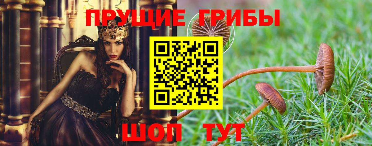 Черкесск  Галлюциногенные грибы Psilocybe  Вход с VPN 